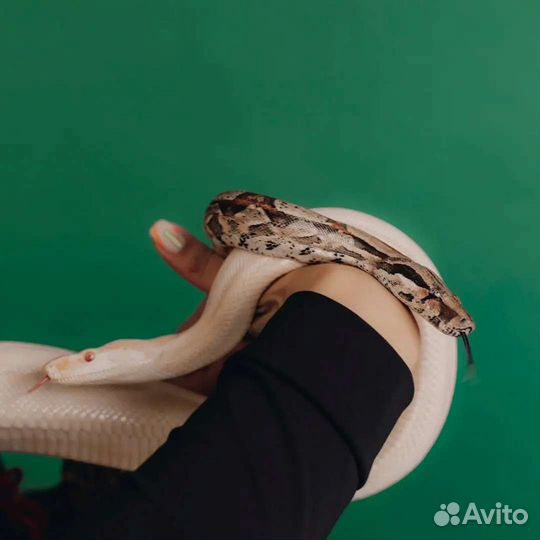 Аренда для фотосессий и вашего праздника