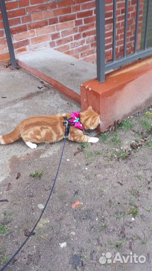 Подарю кота