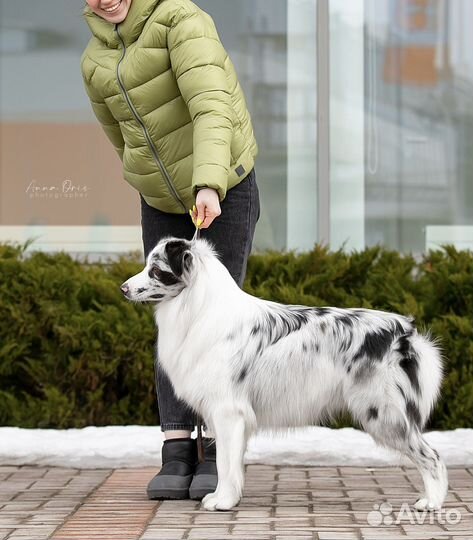 Кобель аусси для вязки