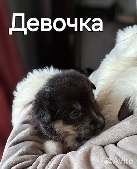 Собаки щенки