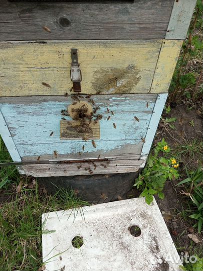 Продажа пчелосемьи