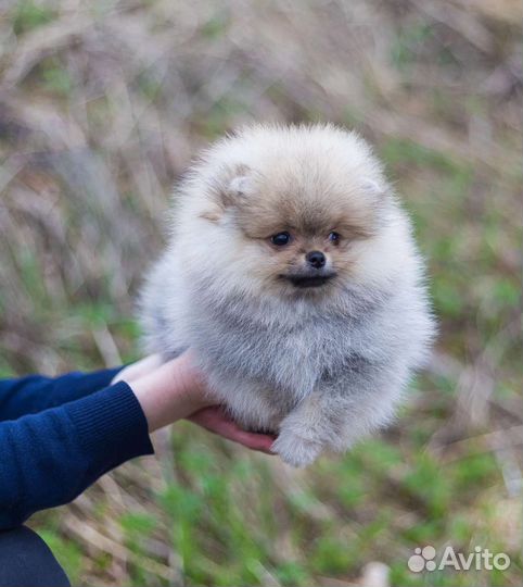 Померанский шпиц девочки