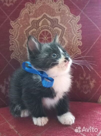 Котёнок черный