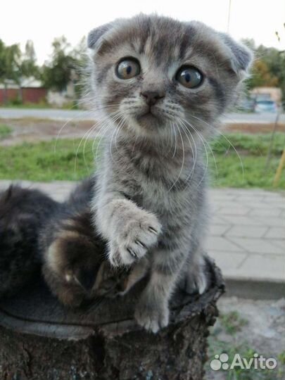 Шотландская вислоухая кошка бесплатно