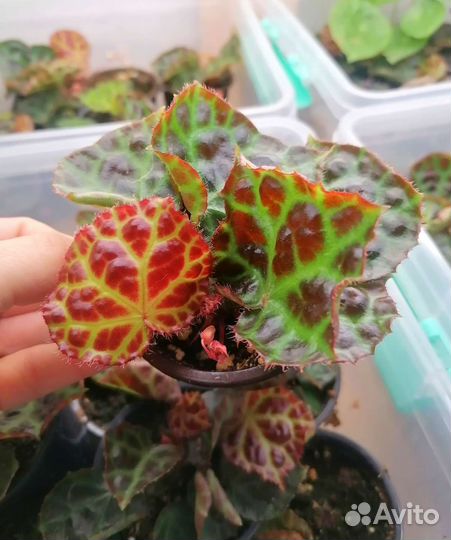 Бегония Rajah