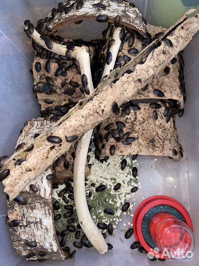 Тараканы аргентинские, мадагаскарские, блаберусы