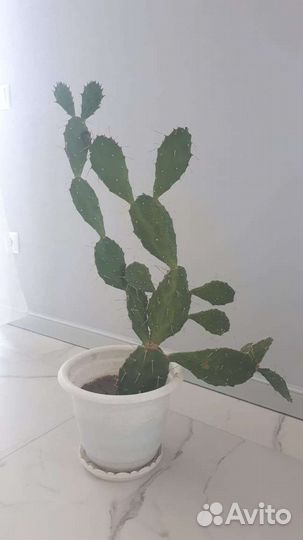 Кактус Опунция