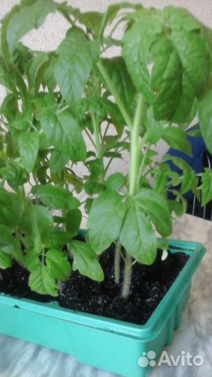 Рассада помидор и перцев