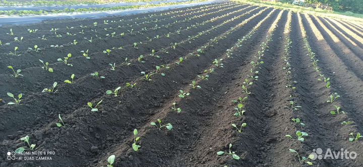 Капуста белокочанная для квашения