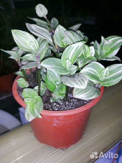 Традисканция