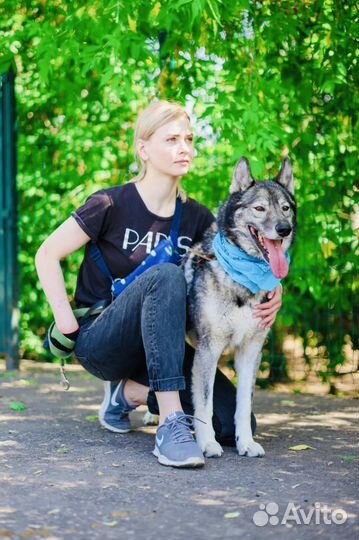 Собака из приюта Некрасовка