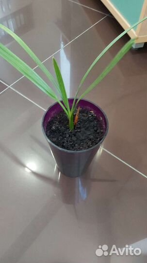 Финиковая пальма