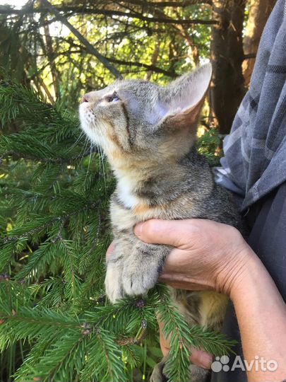 Котенок в добрые руки