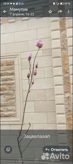 Продаю саженцы Магнолии Суланжа