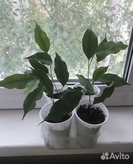 Фикус Бенджамина