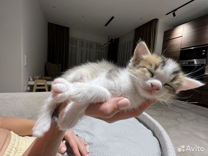 Кошка в дар бесплатно