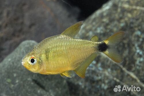 Тетра Китти (Hyphessobrycon Loweae)