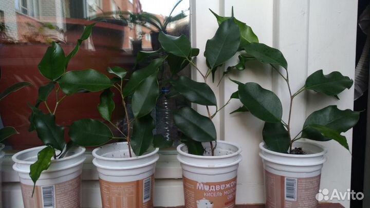 Фикусы Бенджамина,Эластика крупно и среднелистные