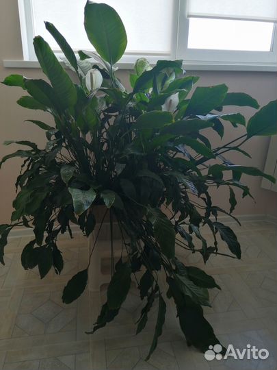 Спатифиллум