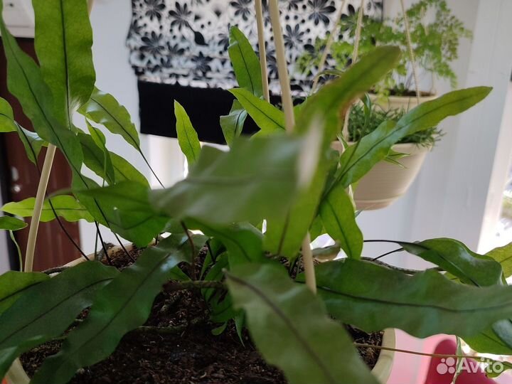 Папоротники