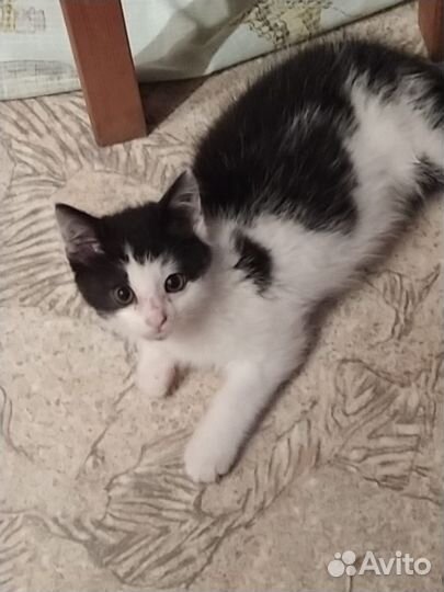 Отдам в заботливые руки пушистого шустрика