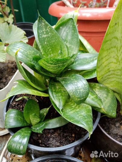 Сансевиерия толстянка