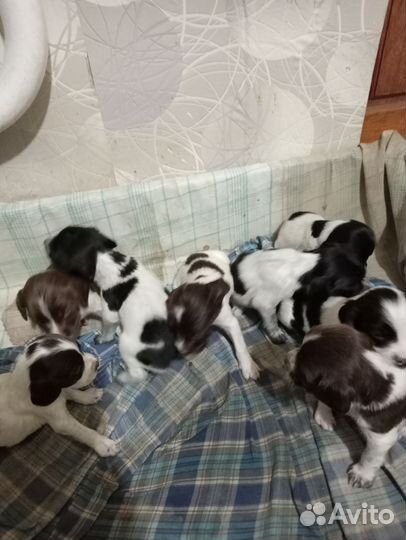 Русский спаниель