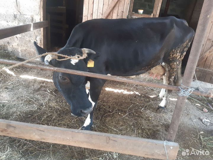 Продаеться корова на мясо