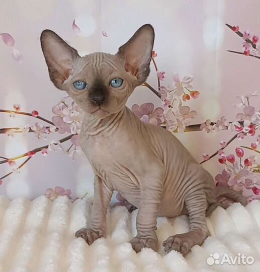 Канадский сфинкс