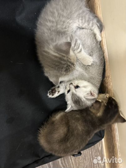 Шотландские котята