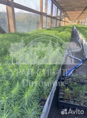 Лиственница Сибирская с зкс сеянцы