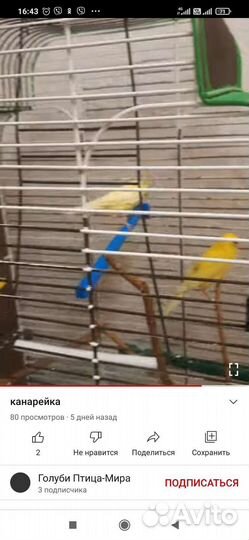 Кенара и канарейки