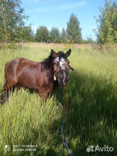 Занятия на лошади, верховая езда, занятия на пони