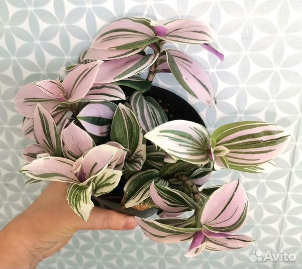 Традесканция горшком