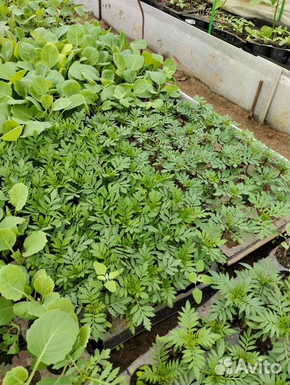 Рассада бархатцы