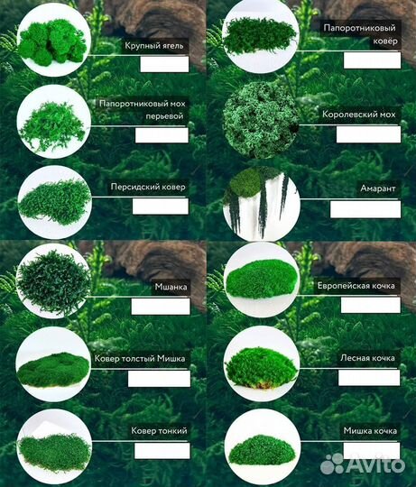 Стабилизированный мох ягель папоротник ковер