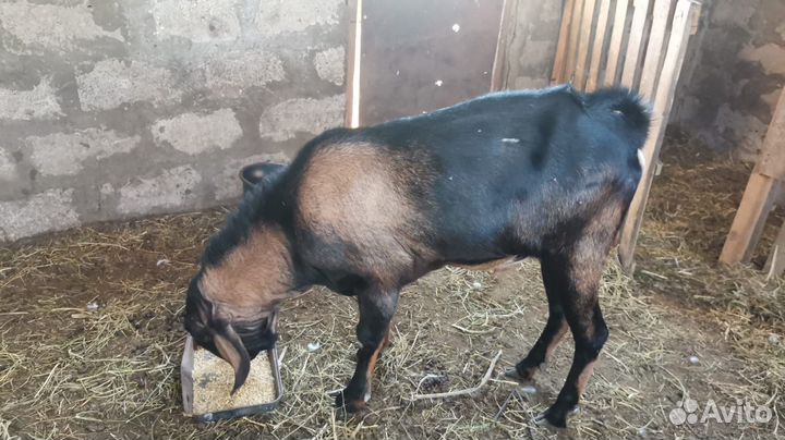 Нубийские козы