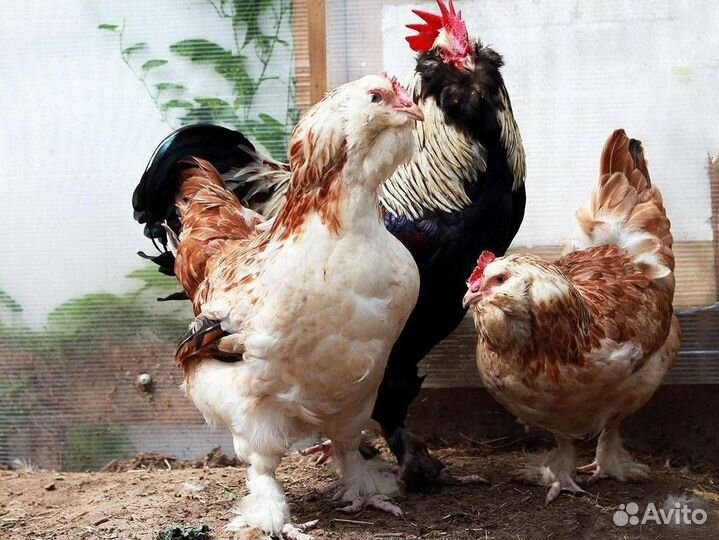 Инкубационное яйцо породистых кур