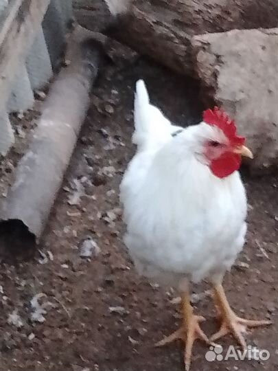 Петухи молодые,крупной породы