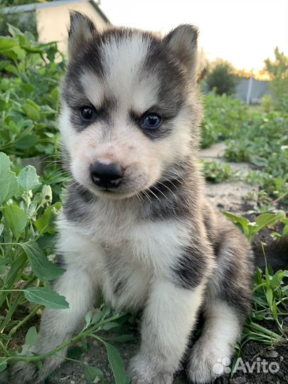 Щенки сибирской хаски