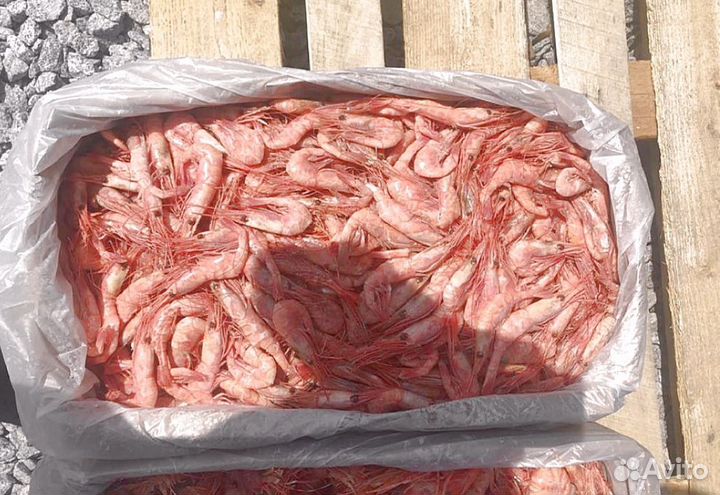 Креветка Северная