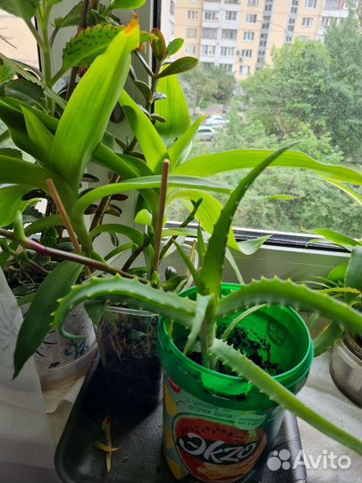 Каланхое лечебное листья отростки взрослое