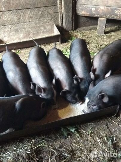 Вьетнамские поросята