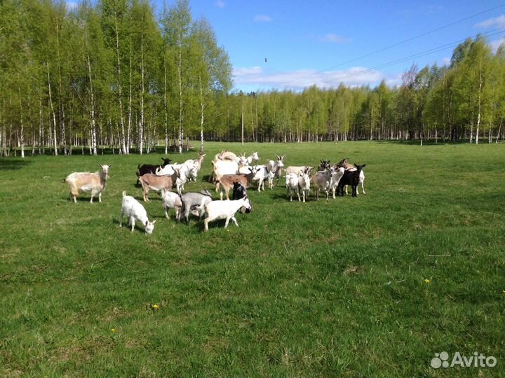 Козье и коровье молоко цельное натуральное сырое