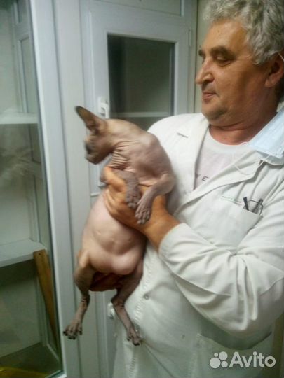 Услуги опытного ветеринарного врача