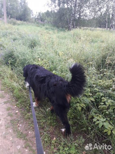 Выгул собак