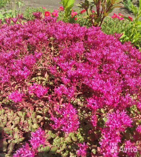 Седум (очиток) многолетний почвопокровник