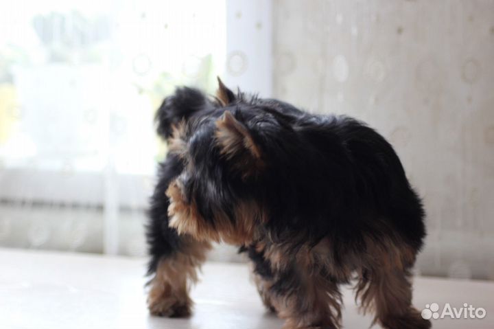 Йоркширский терьер девочки