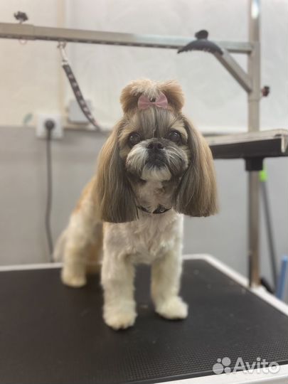 Требуются модели