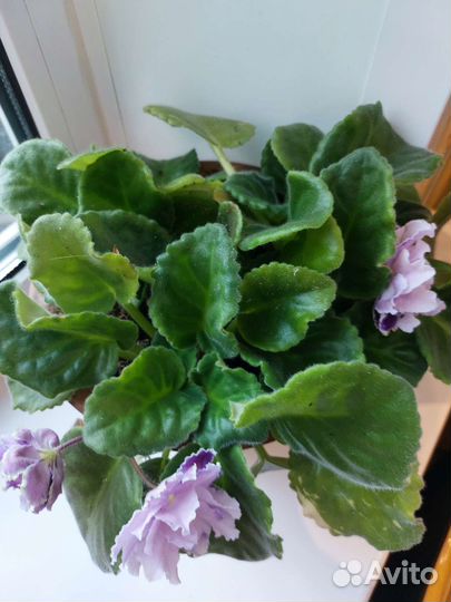 Детки сортовых фиалок